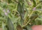 <i>Lythrum hyssopifolia</i> L. [Lythraceae]