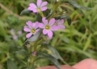 <i>Lythrum hyssopifolia</i> L. [Lythraceae]