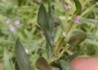 <i>Lythrum hyssopifolia</i> L. [Lythraceae]