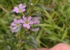 <i>Lythrum hyssopifolia</i> L. [Lythraceae]