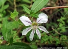 <i>Cuphea urbaniana</i> koehne [Lythraceae]