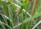 <i>Cuphea urbaniana</i> koehne [Lythraceae]