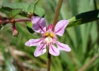 <i>Cuphea tuberosa</i> Cham. & Schltdl. [Lythraceae]