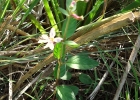 <i>Cuphea tuberosa</i> Cham. & Schltdl. [Lythraceae]