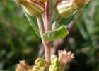 <i>Cuphea lysimachioides</i> Cham. & Schltdl. [Lythraceae]
