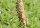 <i>Ischaemum minus</i> J. Presl [Poaceae]