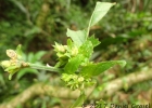 <i>Dicliptera squarrosa</i> Ness [Acanthaceae]