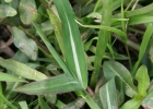 <i>Paspalum modestum</i> Mez [Poaceae]
