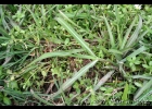 <i>Paspalum modestum</i> Mez [Poaceae]