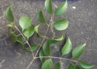 <i>Myrciaria floribunda</i> (West ex Willd.) O. Berg [Myrtaceae]