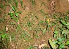 <i>Asplenium ulbrichtii</i> Rosenst. [Aspleniaceae]