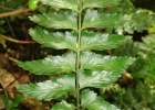 <i>Asplenium inaequilaterale</i> Willd. [Aspleniaceae]