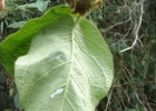 <i>Schubertia sp.</i> Mart. [Apocynaceae]