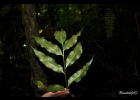 <i>Asplenium oligophyllum</i> Kaulf. [Aspleniaceae]