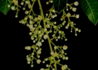 <i>Schinus terebinthifolius</i> Raddi [Anacardiaceae]