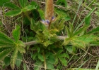 <i>Lupinus reitzii</i> Burkart ex M.Pinheiro & Miotto [Fabaceae]