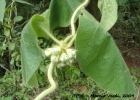 <i>Schubertia sp.</i> Mart. [Apocynaceae]
