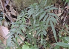 <i>Blechnum gracile</i> Kaulf. [Blechnaceae]