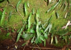 <i>Blechnum lanceola</i> Sw. [Blechnaceae]