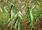<i>Blechnum lanceola</i> Sw. [Blechnaceae]
