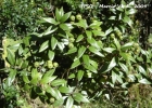 <i>Agarista minensis</i> (Glaz. ex Sleumer) Judd [Ericaceae]