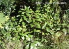 <i>Agarista minensis</i> (Glaz. ex Sleumer) Judd [Ericaceae]