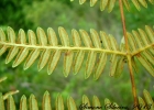 <i>Pteridium arachnoideum</i> (Kaulf.) Maxon [Dennstaedtiaceae]