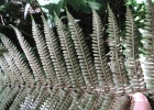 <i>Ctenitis anniesii</i> (Rosenst.) Copel. [Dryopteridaceae]
