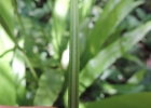 <i>Elaphoglossum burchellii</i> (Baker) C.Chr. [Dryopteridaceae]