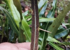 <i>Elaphoglossum gayanum</i> (Fée) T.Moore [Dryopteridaceae]