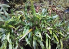 <i>Elaphoglossum gayanum</i> (Fée) T.Moore [Dryopteridaceae]