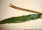 <i>Elaphoglossum gayanum</i> (Fée) T.Moore [Dryopteridaceae]