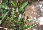 <i>Elaphoglossum lagesianum</i> Rosenst. [Dryopteridaceae]
