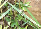 <i>Elaphoglossum lagesianum</i> Rosenst. [Dryopteridaceae]