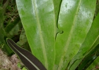 <i>Elaphoglossum luridum</i> (Fée) Christ [Dryopteridaceae]