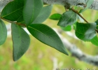 <i>Myrcia selloi</i> (Spreng.) N. Silveira [Myrtaceae]