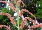 <i>Olfersia cervina</i> (L.) Kunze [Dryopteridaceae]