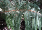 <i>Polystichum caudescens</i> Dutra [Dryopteridaceae]