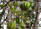 <i>Eugenia rotundicosta</i> D.Legrand [Myrtaceae]