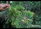<i>Myrcia splendens</i> (Sw.) DC. [Myrtaceae]