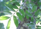 <i>Inga virescens</i> Benth. [Fabaceae]