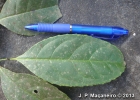 <i>Ilex paraguariensis</i> A. St.-Hil. [Aquifoliaceae]