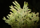 <i>Hymenophyllum magellanicum</i> Willd. ex Kunze [Hymenophyllaceae]