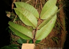 <i>Myrcia hatschbachii</i> D. Legrand [Myrtaceae]