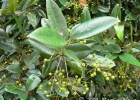 <i>Myrcia hatschbachii</i> D. Legrand [Myrtaceae]