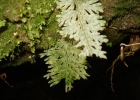 <i>Hymenophyllum magellanicum</i> Willd. ex Kunze [Hymenophyllaceae]