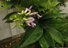 <i>Lonchocarpus torrensis</i> N.F.Mattos [Fabaceae]