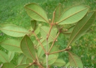 <i>Myrceugenia miersiana</i> (Gardner) D. Legrand & Kausel [Myrtaceae]