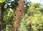 <i>Osmunda spectabilis</i> Willd. [Osmundaceae]