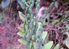 <i>Osmunda spectabilis</i> Willd. [Osmundaceae]